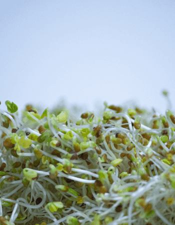 Broccoli sprouts have more nutritional value than mature…
