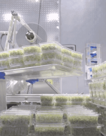 Tiny Sprouts Provide Big Nutrition